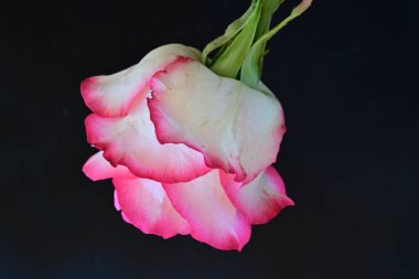 Siyah bir arka planda güzel bir gül.