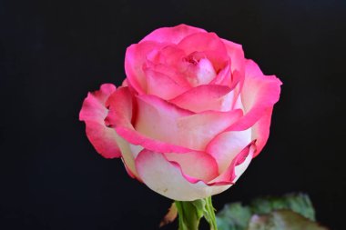 Siyah bir arka planda güzel bir gül.