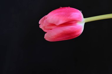 Siyah arka planda güzel pembe lale çiçeği            