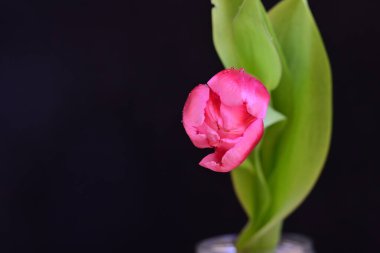 Siyah arka planda güzel pembe lale çiçeği            