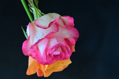 Siyah arka planda güzel yumuşak güller