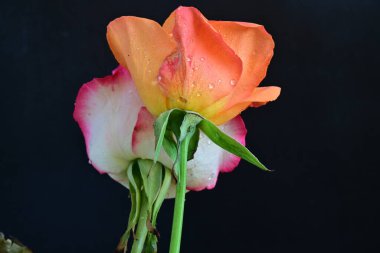 Siyah arka planda güzel yumuşak güller