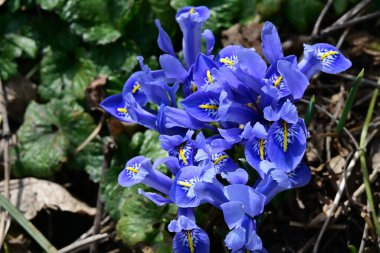 Güneşli yaz gününde bahçede yetişen güzel mor çiçekler.