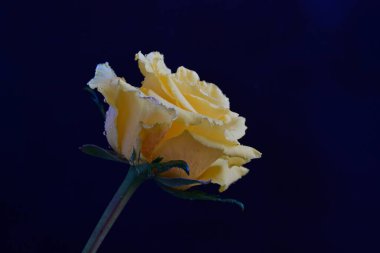 beautiful rose flower isolated on black background