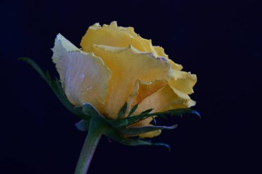 beautiful rose flower isolated on black background