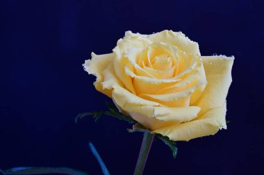 beautiful rose flower isolated on black background