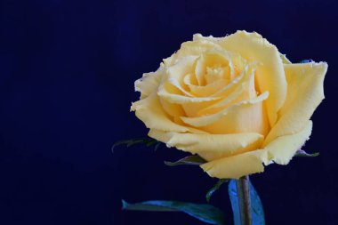 beautiful rose flower isolated on black background