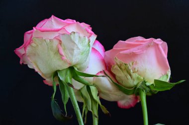 Siyah arka planda güzel yumuşak güller