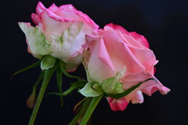 Siyah arka planda güzel yumuşak güller