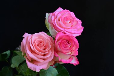 Siyah arka planda güzel yumuşak güller