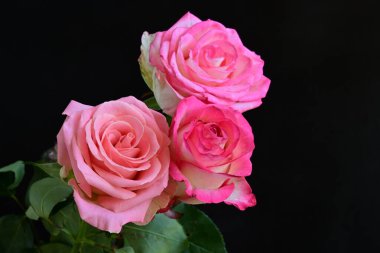 Siyah arka planda güzel yumuşak güller