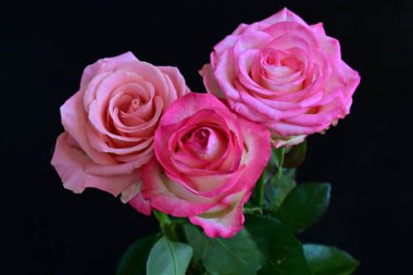 Siyah arka planda güzel yumuşak güller