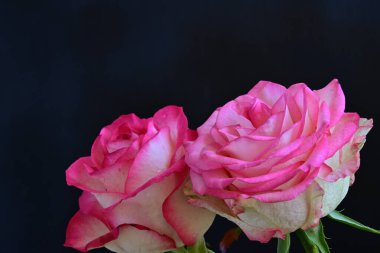 Siyah arka planda güzel yumuşak güller