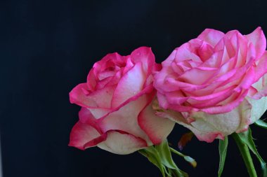 Siyah arka planda güzel yumuşak güller