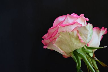 Siyah arka planda güzel yumuşak güller