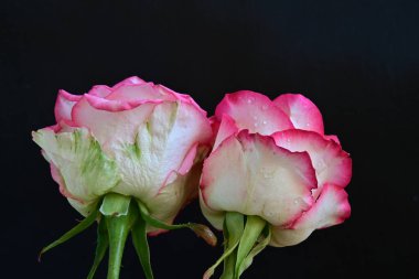 Siyah arka planda güzel yumuşak güller