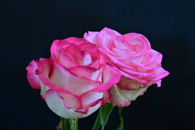 Siyah arka planda güzel yumuşak güller