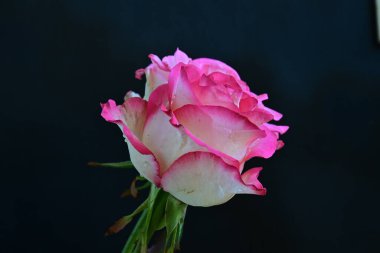 beautiful rose flower isolated on black background