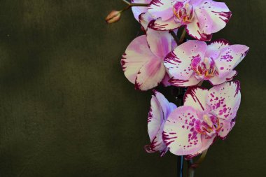 Koyu arkaplanda güzel orkide çiçekleri, yaz konsepti, yakın görüş