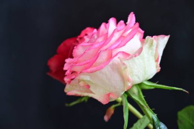 Siyah arka planda güzel yumuşak güller