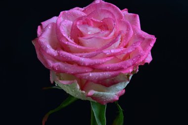 beautiful rose flower isolated on black background