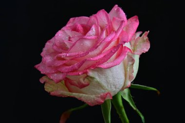 beautiful rose flower isolated on black background