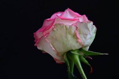 Siyah arka planda güzel pembe bir gül, yakın plan 