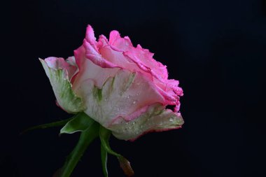 Siyah arka planda güzel pembe bir gül, yakın plan 