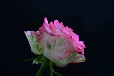 Siyah arka planda güzel pembe bir gül, yakın plan 