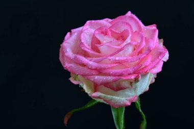 Siyah arka planda güzel pembe bir gül, yakın plan 