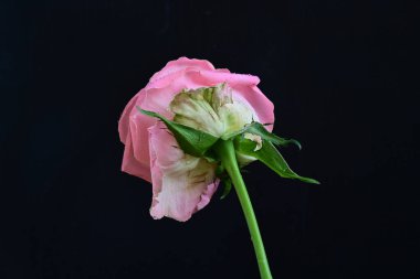 Siyah arka planda güzel pembe bir gül, yakın plan 