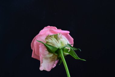 Siyah arka planda güzel pembe bir gül, yakın plan 