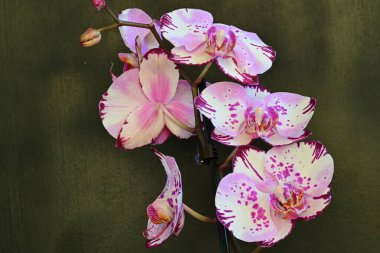 Koyu arkaplanda güzel orkide çiçekleri, yaz konsepti, yakın görüş