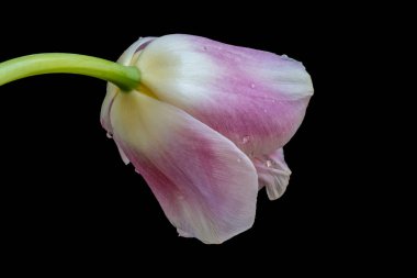 Siyah arka planda güzel pembe lale çiçeği            