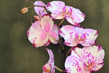 Koyu arkaplanda güzel orkide çiçekleri, yaz konsepti, yakın görüş