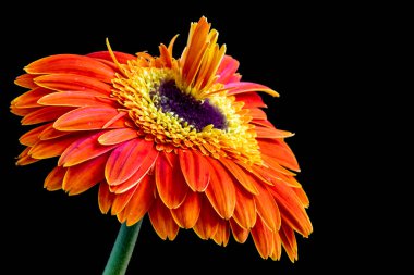 Güzel Gerbera çiçeği siyah arkaplanda
