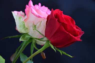 Siyah arka planda iki güzel kırmızı ve pembe gül. 