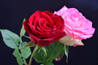 Siyah arka planda iki güzel kırmızı ve pembe gül. 