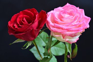 Siyah arka planda iki güzel kırmızı ve pembe gül. 