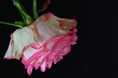 Siyah arka planda güzel pembe bir gül, yakın plan 