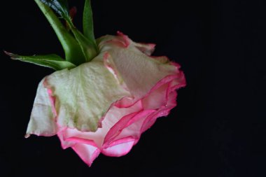 Siyah arka planda güzel pembe bir gül, yakın plan 