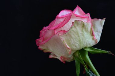 Siyah arka planda güzel pembe bir gül, yakın plan 