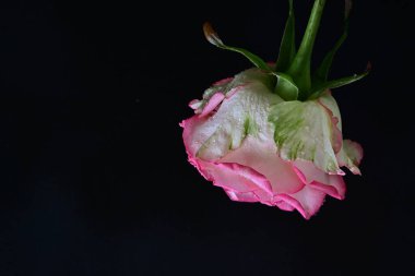 Siyah arka planda güzel pembe bir gül, yakın plan 