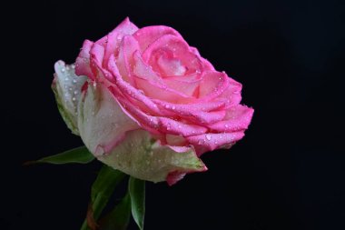 Siyah arka planda güzel pembe bir gül, yakın plan 