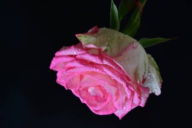 Siyah arka planda güzel pembe bir gül, yakın plan 