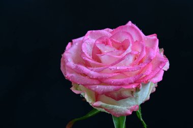 Siyah arka planda güzel pembe bir gül, yakın plan 