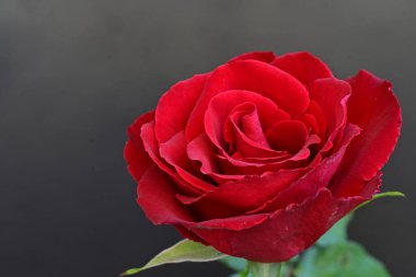 Güzel kırmızı gül siyah arkaplanda, yakın plan 