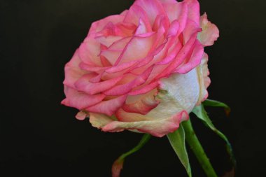 Siyah arka planda güzel pembe bir gül, yakın plan 