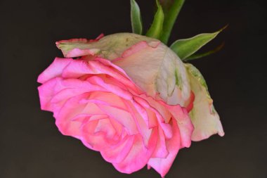 Siyah arka planda güzel pembe bir gül, yakın plan 