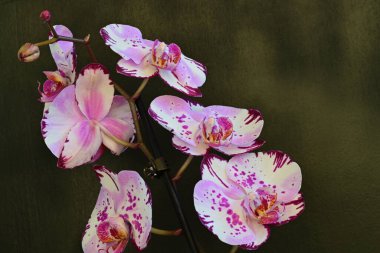 Siyah arka planda güzel pembe orkide çiçekleri